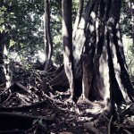 Bali Mokey forest